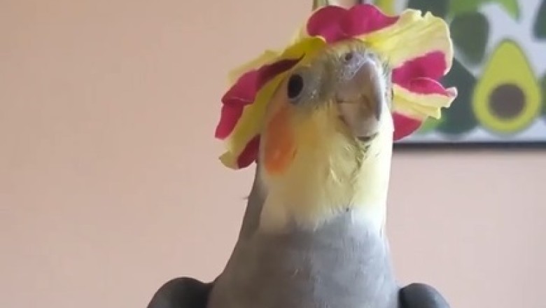 "Feathered Rockstar Alert: Bird Drops The Hottest Tracks in 'The Last Album' That Will Have You Squawking With Laughter!"