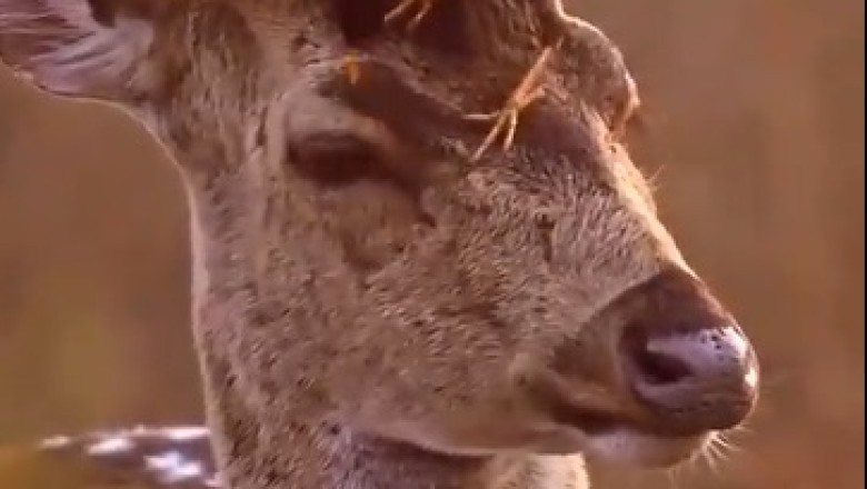 Fly Like a Boss: Hilarious Bird Photobombs Gazelle's Glamour Moment!