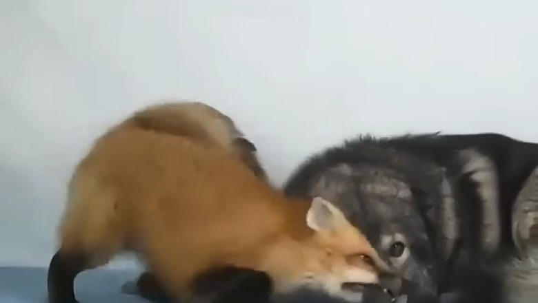 Foxy Shenanigans: A Fox and Wolf's Whimsical Friendship!