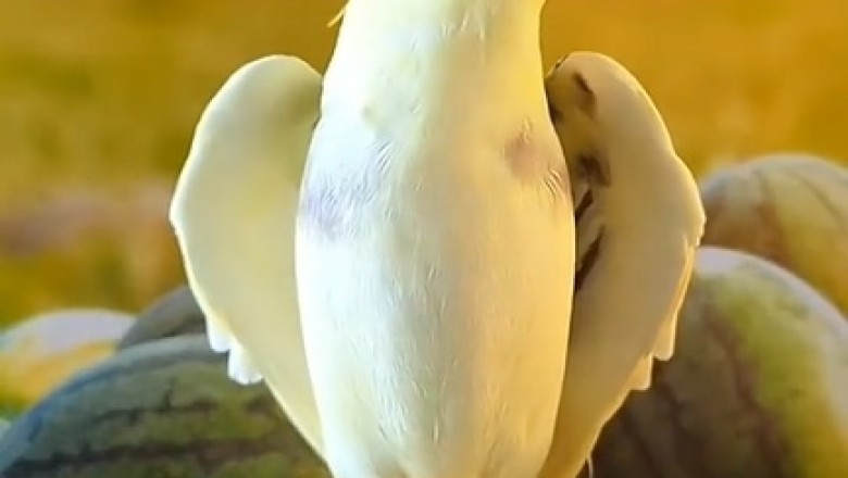 Hilarious Bird Turns 'Tweeting' Into a Tasty Watermelon Symphony! You Won't Believe Your Ears!