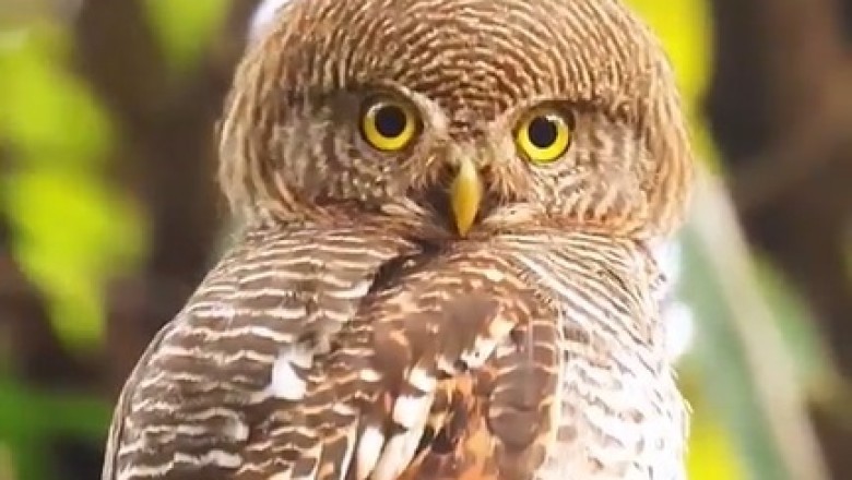 Hilarious Encounter: Owl's Tree Top Antics Unveiled!