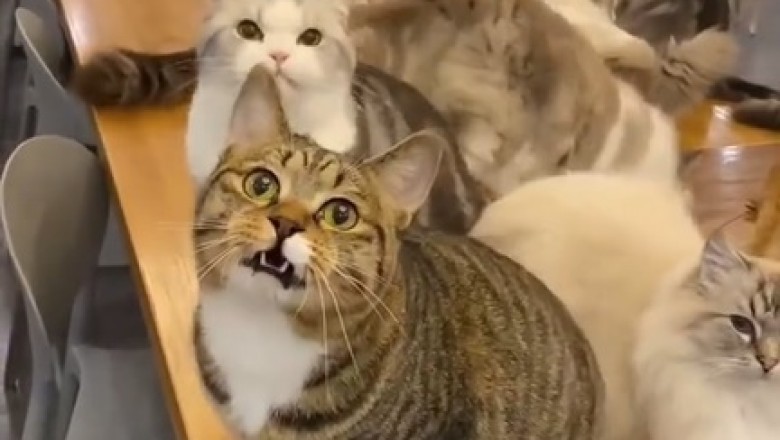 Hilarious Negotiation Tactics: Watch Cats Strike Purr-fect Deals in this Funny Video!