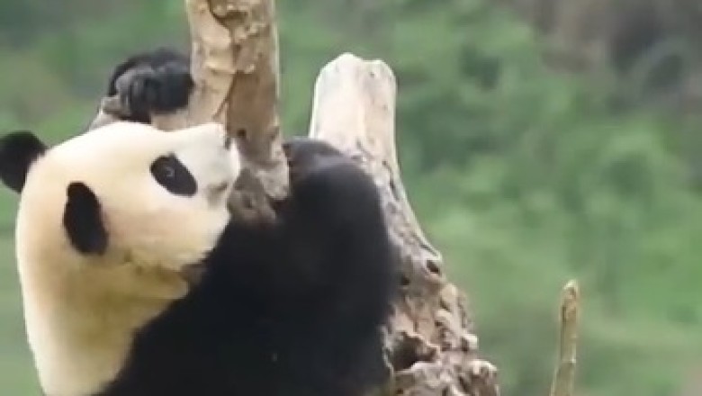 Hilarious Panda Escapades: Tree-Climbing Comedy Extravaganza!