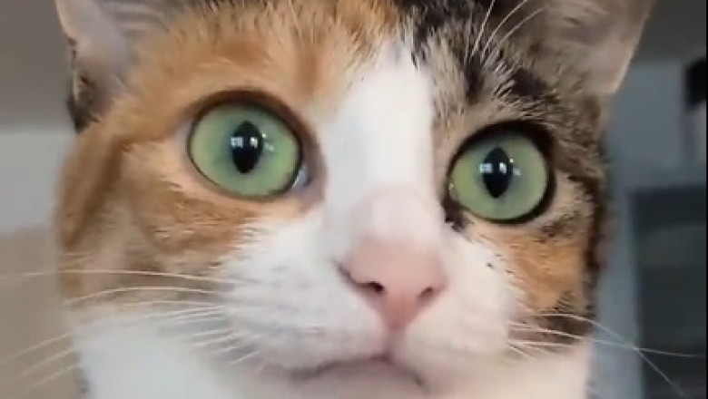 Meow-velous Shenanigans: The Hilarious Antics of the Meownificent Cat That Will Leave You in Stitches!