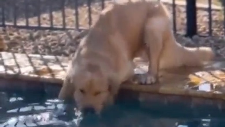 Oops! Dog Dive Fail: Hilarious Moment Pooch Plunges Into Pool Chasing Tennis Ball!