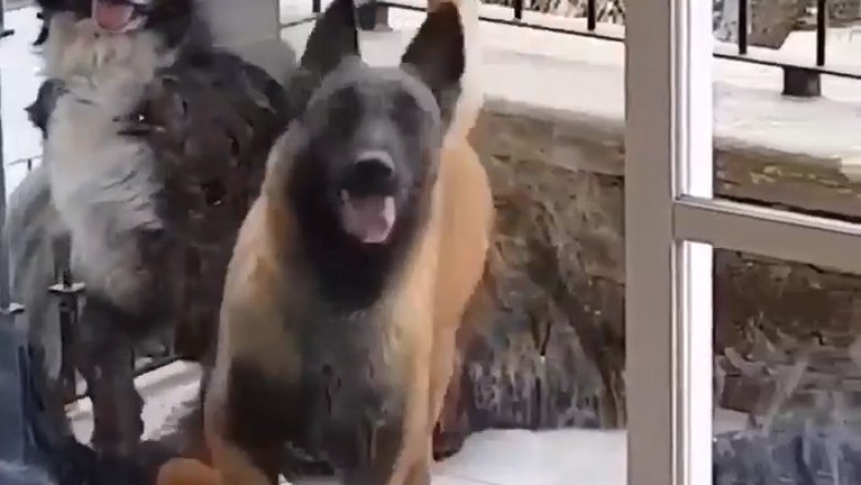 Paws & Groove: Dynamic Duo Busts a Move in Hilarious Cabin Dance-Off!