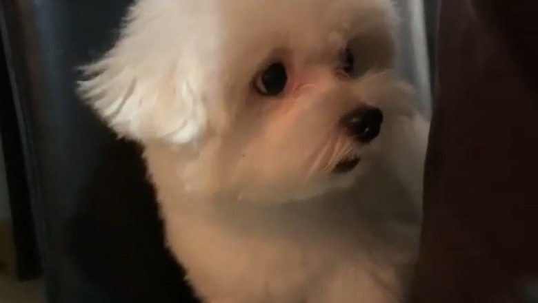 Paws-itively Hilarious: Dog Begs Owner to 'Urgently Eat' in Side-Splitting Video!