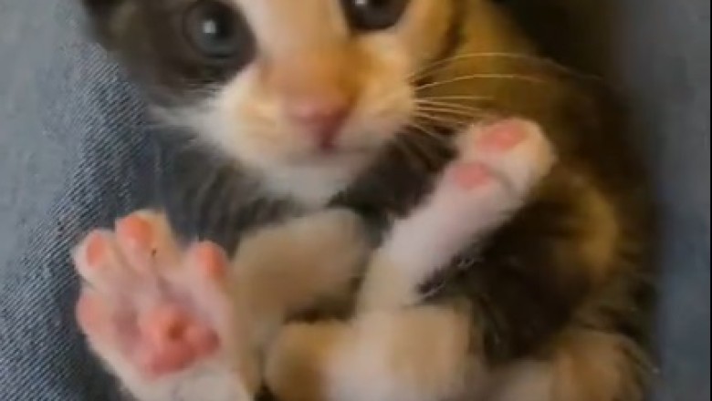 Pawsitively Adorable: Cute Kitten Steals Hearts in This Hilarious Video!