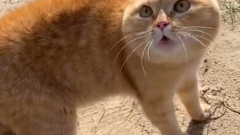 Pawsitively Hilarious: Meet the Comedic Genius Cat Who Has Everyone Speechless with Their Meow-nificent Talking Skills!