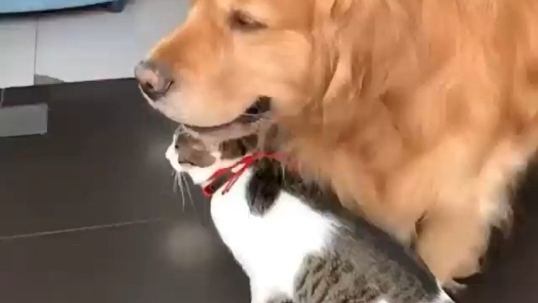 Pawsitively Hilarious: Unlikely Duo of Dog and Cat Redefine Friendship Goals in Side-Splitting Video!