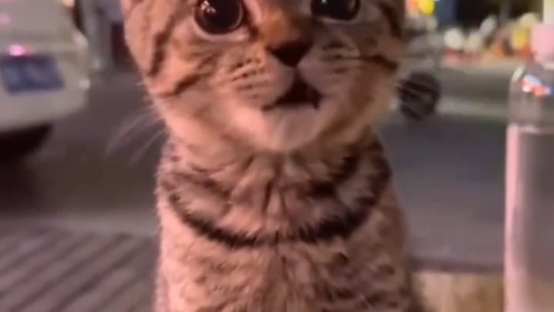 Pawsitively Purrfect: Behold the Majestic Grandeur of a Giant Cat!