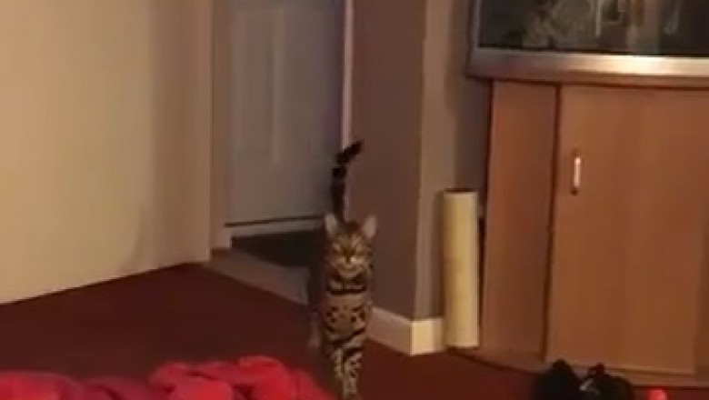Purr-fectly Hilarious: Watch This Clever Cat Answer Its Owner's Question!