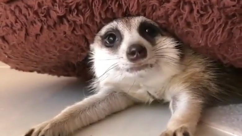 Rise and Shine, Meerkat Madness: Sleepy Meerkat's Hilarious Wake-Up!