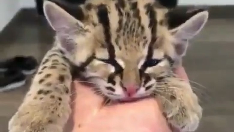 Roar-fectly Hilarious: Young Tigers and Their Hilarious Owner!