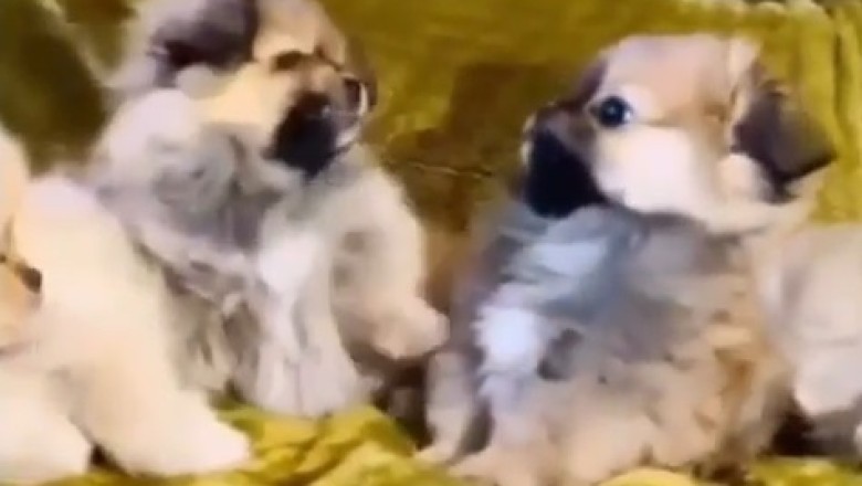 Rumble in the Living Room: Watch These Tiny Pups Duke it Out in the Most Adorable Battle Ever!