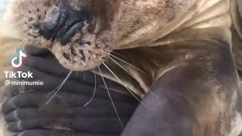 Seal-iously Silly: Watch This Playful Seal Steal the Show!