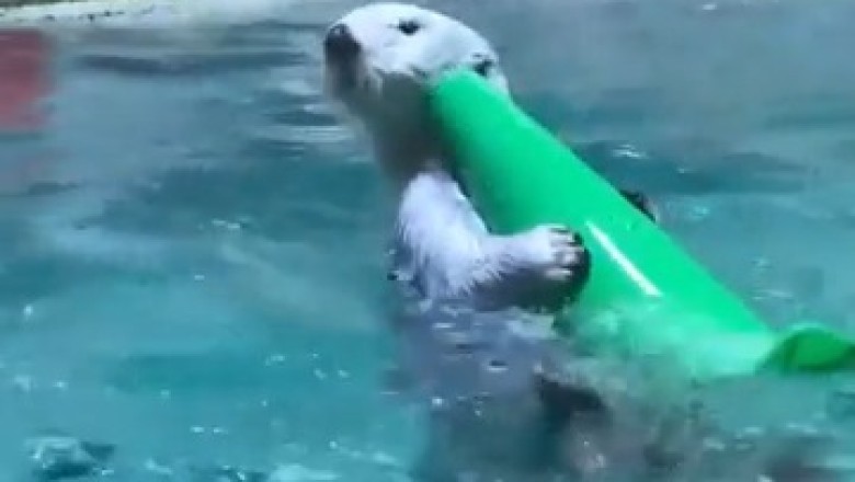 Sealing the Deal: Watch This Hilarious Seal Clock in for a Workday at the Pool!