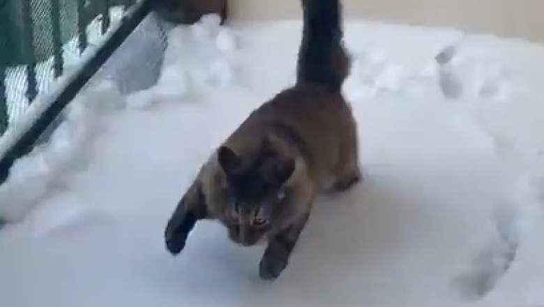 Speedy Paws: Meet the Fast Cat That Zooms Through Life with Lightning Speed!