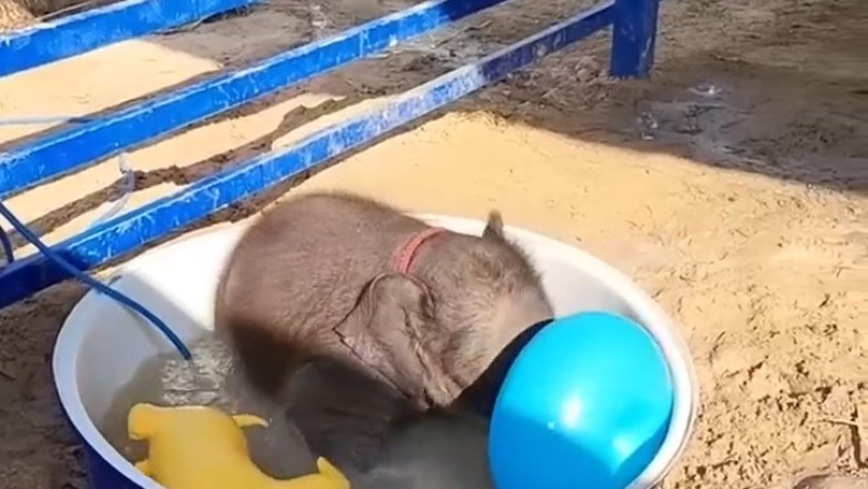 Tiny Trunk, Big Splash: Adorable Baby Elephant Splashes Its Way to Bath Time Fun