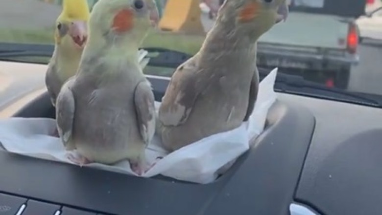Tweet-Worthy Road Trip: Feathered Friends Take a Hilarious Ride in this Bird-tastic Video!