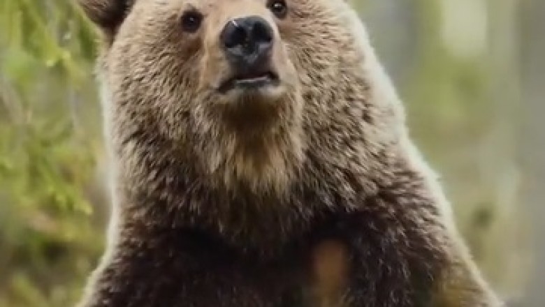 Un-BEAR-ably Hilarious: Curious Bear's Close Encounter with Nature's Surprises!