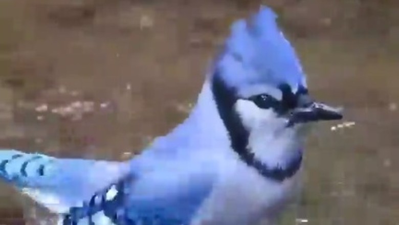 When a Beautiful Bird Decides to Show Off!