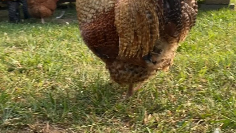 Hilarious Video: Rooster and Hen Left in Awe - You Won't Believe Their Reactions!