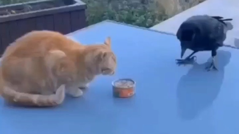Epic Tuna Heist: Watch as a Crafty Crow Outsmarts a Purr-plexed Cat for Tasty Treasure!