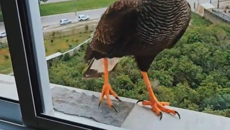 Feathered and Furry Friends: Bird Pays a Hilarious Visit to His Purrfect Pal, Cat!