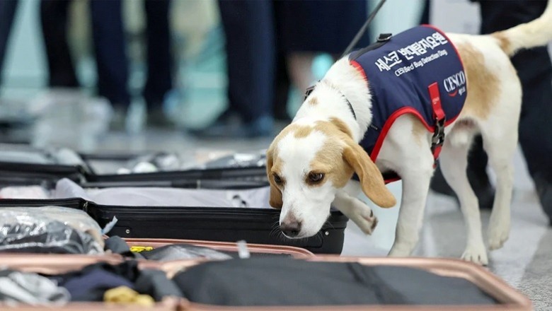 Innovative Approach: Sniffer Dog Detects Bedbugs at South Korea's Incheon Airport