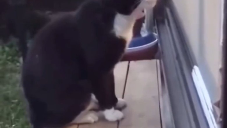 Meow-some Melodrama: Cat Reveals Deep Emotions Through Hilarious Conversations!