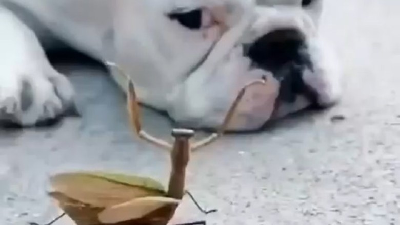 Pawsitively Hilarious: Comedy Compilation of Crazy Funny Pets!