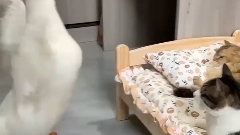 Quirky Trio Alert: Hilarious Shenanigans of a Goose and Two Cats Caught on Camera!