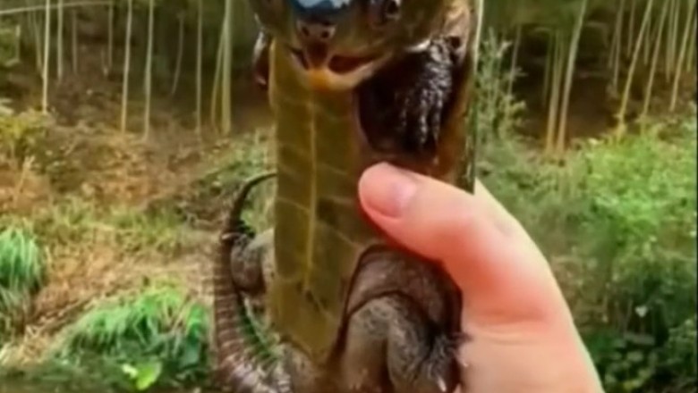 Reptilian Rendezvous: Unbelievable Video Unveils the Strange World of Reptiles!
