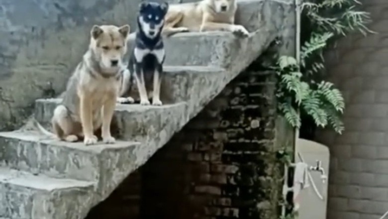 Rodent Rumble: Hilarious Showdown as Two Mice Take on Pack of Pooches!