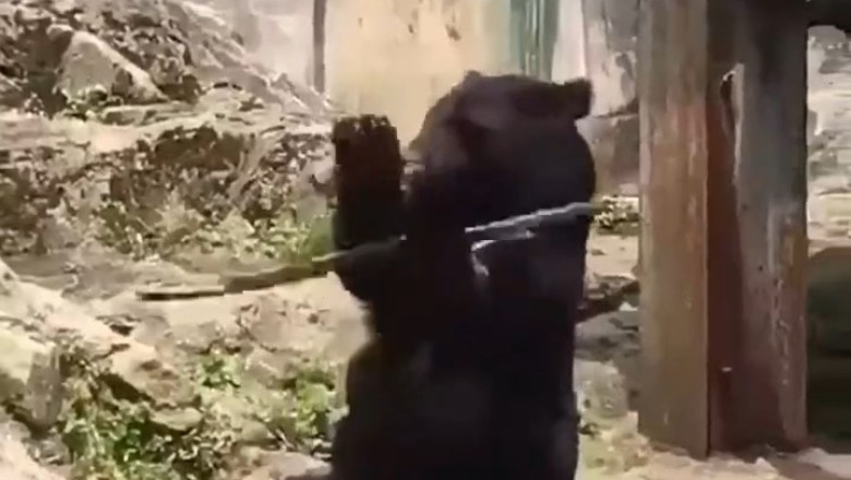 Unbearably Cute: Hilarious Bear Shows off Mochako Skills, Wins Hearts Everywhere!