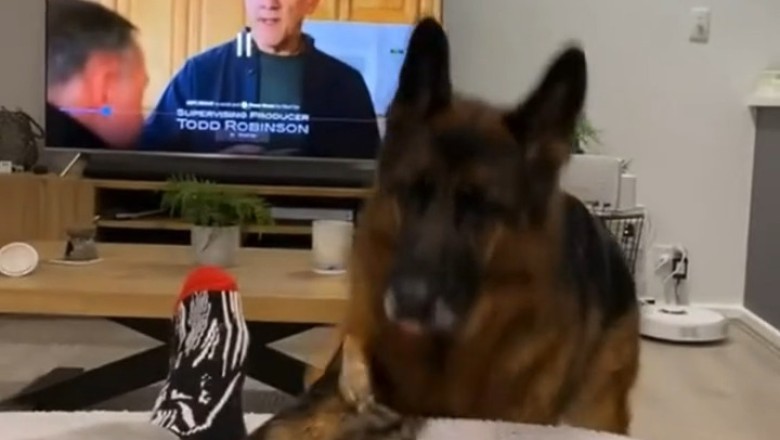 Unlikely BFFs: Shepherd and Cat Team Up for Hilarious Adventures!