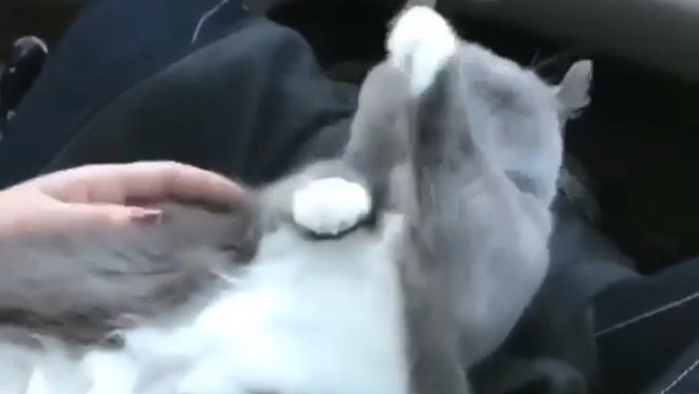 Fur-tunately Itchy: The Wise Cat with a Scratchy Secret!