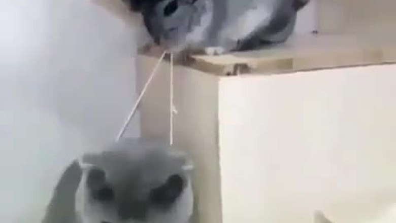 Mice to Meet You: The Surprising Saga of a Cat Ruled by a Big Mouse!