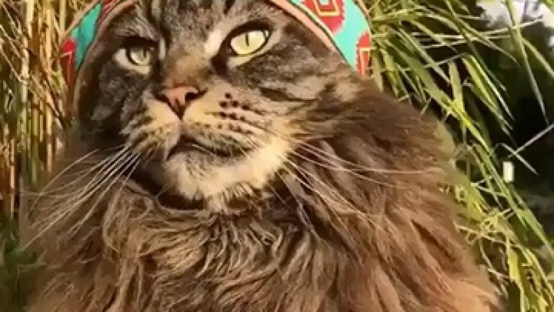 Paw-ty Crasher Alert: Cat Goes Wild in the Ultimate Feline Fiesta!