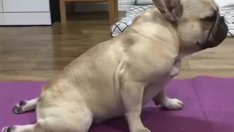 Pawlates Masterclass: Hilarious Dog Shows Off His Fitness Routine!