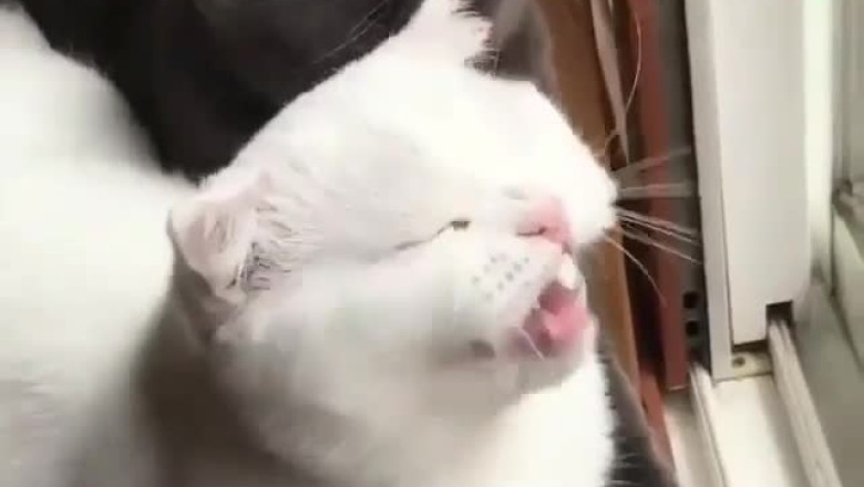Purr-fectly Synced: Watch These Two Cats Nail the Same Epic Dance Move!