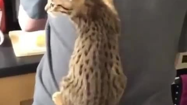 Purr-sistence Pays Off: Watch Hilarious Cat Hitching a Ride on Owner's Back!