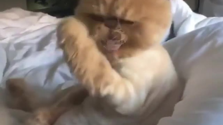 Purrfection Rewind: Dr. Whiskers Takes a Trip Back in Time!