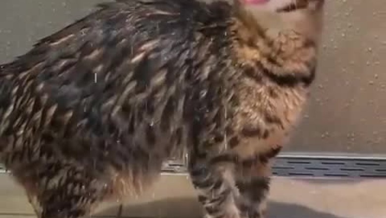 The Wet & Wild Chronicles: Cat's Hilarious Bath-time Shenanigans Revealed!