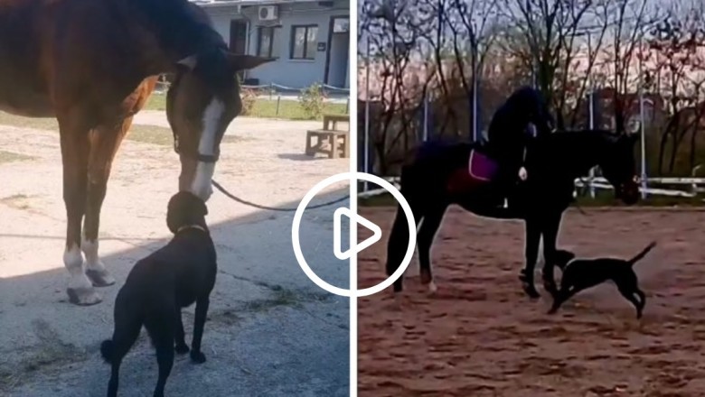 Horses Kiss Her Every Day - Adopted Milica Joins the Police Brigade Cavalry Company