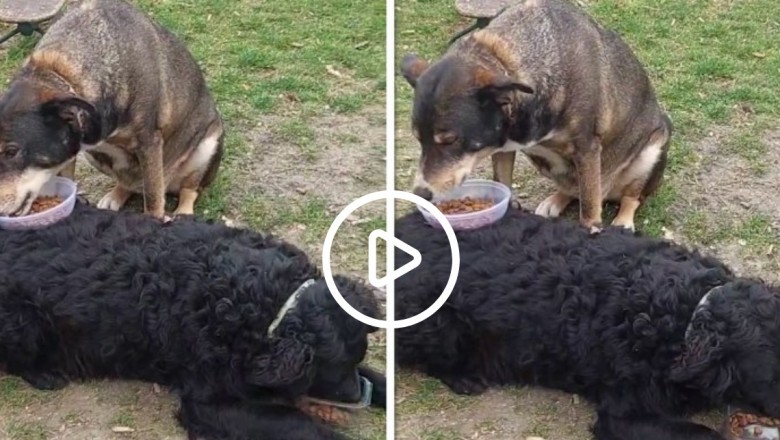 Uniting Canine Hearts: A Delightful Tale of Friendship and Feasting