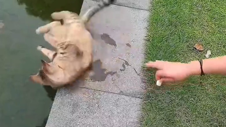 Cat Falls Into Water!