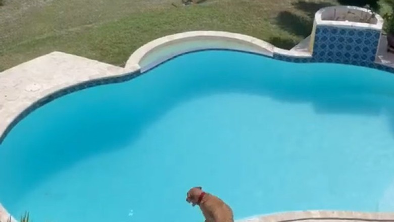 Dive Into Laughter: Watch This Hilarious Dog Take On the Pool!