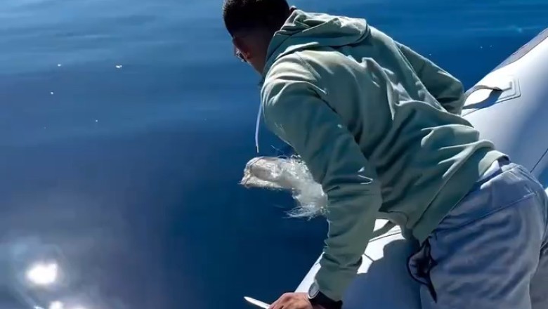 Heartwarming Rescue: Watch as a Heroic Man Saves a Stranded Turtle in the Vast Ocean!